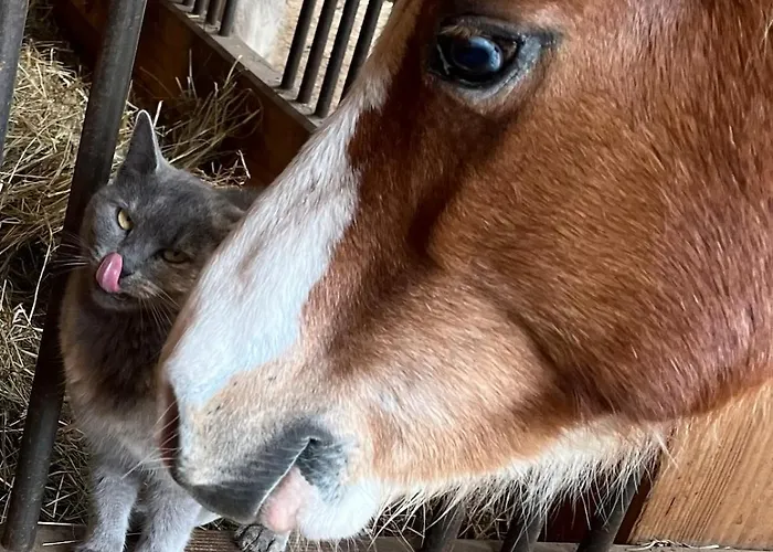 Lacouty, Le Paradis Vous Attend! Lägenhet Junhac